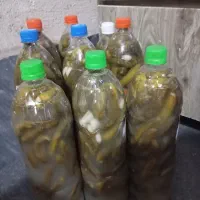 خیار شور ریز|خوردنی و آشامیدنی|قرچک, میرزائی شمالی|دیوار