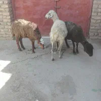 میش جوان