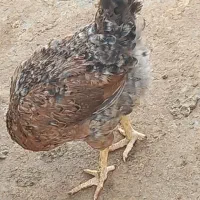 فروش جوجه مرغ و خروس نیمجه گلپایگان|حیوانات مزرعه|پیشوا, |دیوار