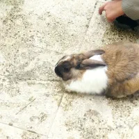 خرگوش|موش و خرگوش|شیروان (خراسان), |دیوار