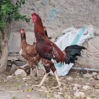 حیوانات مزرعه