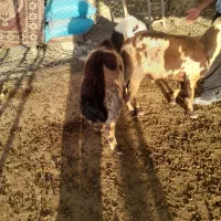 بره قوچ پوست گاوی پلنگی