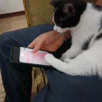 گربه ۴ ماهه سفید ومشکی