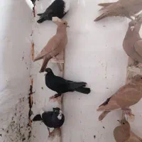 10 تا نر سوراخ