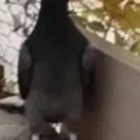 جوجه جیره کن باخت رفته