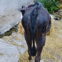گوساله سیمینتال دامازدیخ