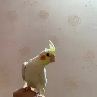 عروس هلندی|پرنده|رشت, شهرک پردیسان|دیوار