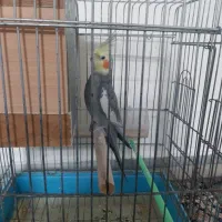 عروس هلندی نر سرحال|پرنده|پاکدشت, خاتون آباد|دیوار