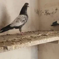 پتی والا|پرنده|پارسیان, |دیوار