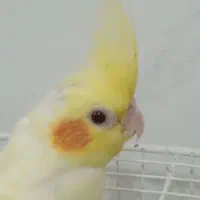 4 عدد عروس هلندی|پرنده|قرچک, پویینک|دیوار