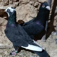 کبوتر|پرنده|شیراز, شهرک سعدی|دیوار