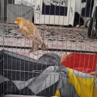 قناری دارچین سرخ نر|پرنده|کرمان, |دیوار