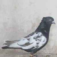 کبوتر|پرنده|شیروان (خراسان), |دیوار