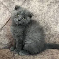 پت آپارتمانی اسکاتیش|گربه|آمل, |دیوار