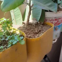 گل وگیاه زیبا