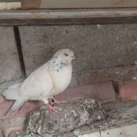 ماده خال سبز