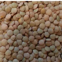 عدس تازه مال امسال