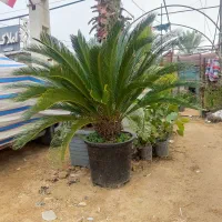 گلکده لیلیوم