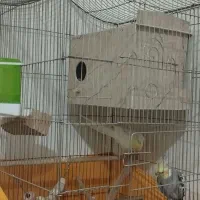 یک جفت عروس هلندی نروماده