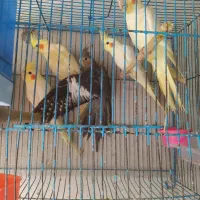 عروس هلندی دوکت و مولد و معاوضه|پرنده|رشت, حومه رشت|دیوار