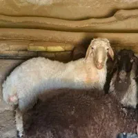 گوسفند بره سفید