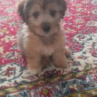 توله سه ماهه شیتزو