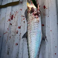 تور تفریحی ماهیگیری|ماهیگیری|قشم, |دیوار