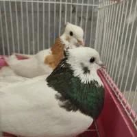 طوقی|پرنده|شیراز, تل حسین‌آباد|دیوار