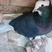 کبوتر|پرنده|بم, |دیوار