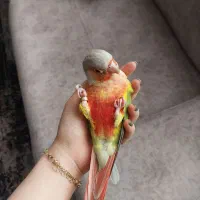 گرینچیک|پرنده|باقرشهر, |دیوار