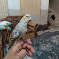 عروس هلندی دستی|پرنده|یزد, |دیوار