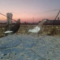 ماده سینه سرخ و ماده قره سیاه|پرنده|شیراز, شریف‌آباد|دیوار