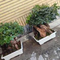 شبه بنسای خاص و‌تک|گل و گیاه طبیعی|کرج, گوهردشت|دیوار