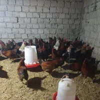 خروس محلی درجه یک