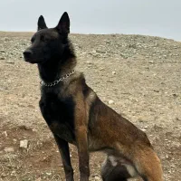 گمشده مالینویز