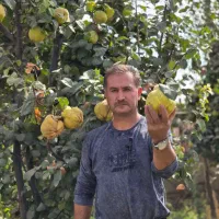 انواع ارقام نهال گردو.فندوق.انگور،سیب،گیلاس