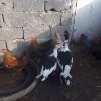 مرغ و خروس و اردک اسراییلی