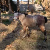 اسب سالم و سرحال