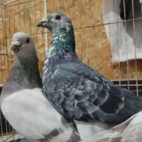 کفتر|پرنده|تربتحیدریه, قاسم آباد|دیوار