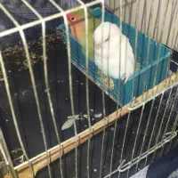 طوطی برزیلی|پرنده|گنبد کاووس, |دیوار