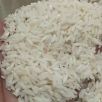 برنج ایرانی، بی واسطه از شالیکار بخرید|خوردنی و آشامیدنی|مشهد, عبادی|دیوار