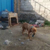 پیتبول آمریکایی