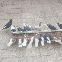 سیاهپوش|پرنده|قزوین, |دیوار