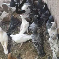 کفتر