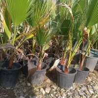 پالم واشنگتن|گل و گیاه طبیعی|واجارگاه, |دیوار