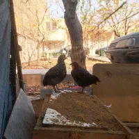 جوجه|حیوانات مزرعه|فردیس, منظریه|دیوار