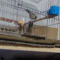 سهره قناری و سهره