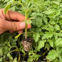 نشا برویو باسیمو متین بدرو هندوانه جانا و...