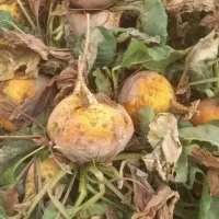 چغندر برای مصرف گاو و گوسفند