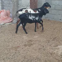 بره گوسفند میش برشن ماده|حیوانات مزرعه|بندرلنگه, |دیوار